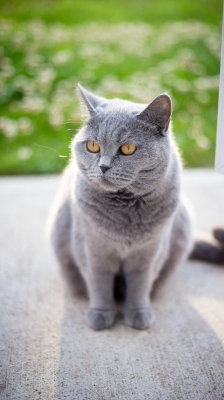 赤峰萌寵貓咖啡店電話號(hào)碼-第1張圖片