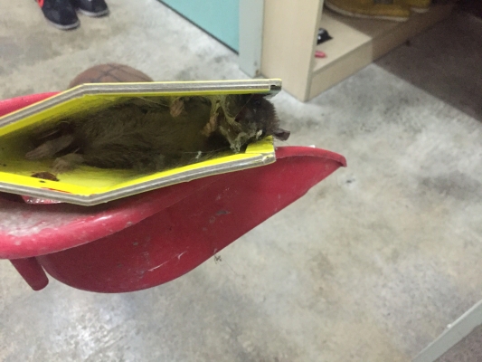 赤峰賣老鼠藥電話號(hào)碼多少-第1張圖片