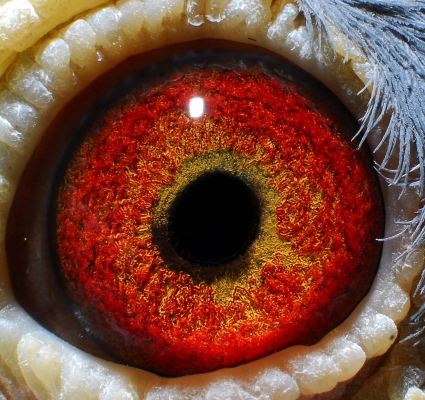 赤峰天奇鴿舍電話號(hào)碼查詢-第1張圖片