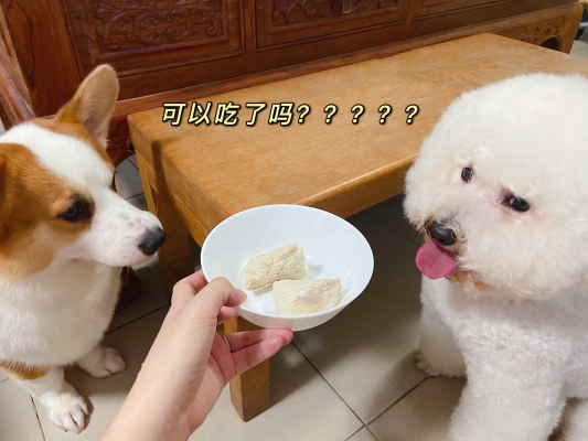 巴迪寵物赤峰市售后電話是多少-第1張圖片