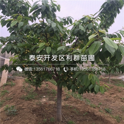 赤峰天義大櫻桃基地電話(huà)號(hào)碼-第1張圖片