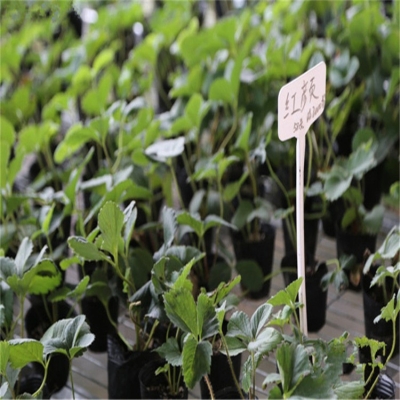 赤峰煦誠(chéng)草莓汁批發(fā)電話地址-第1張圖片