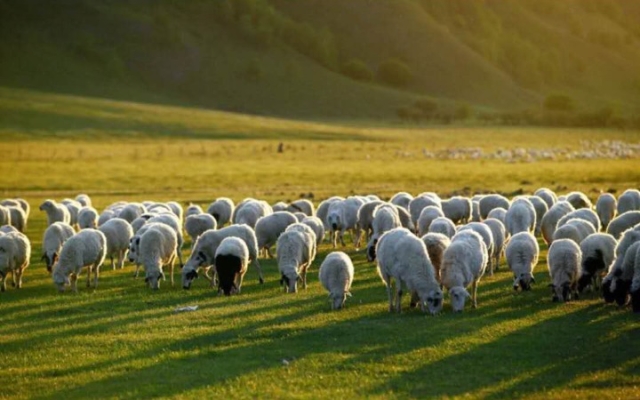 赤峰雅贊天山旗艦店電話是多少-第1張圖片