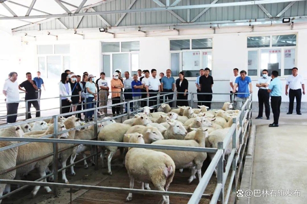 赤峰養(yǎng)羊直銷公司電話號碼查詢-第1張圖片