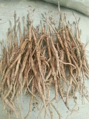 赤峰牡丹銷售電話號碼是多少號-第1張圖片