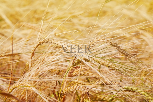 赤峰大麥購買電話號碼是多少號-第1張圖片