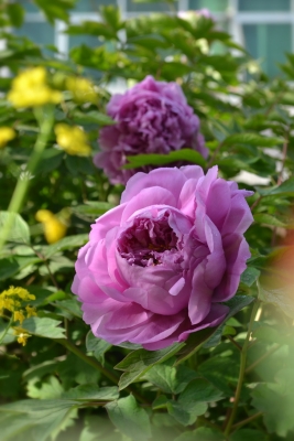 赤峰市富貴人家飯店電話號碼-第1張圖片