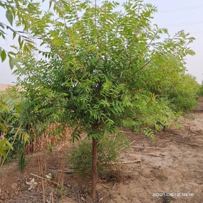 赤峰果樹苗基地電話號碼查詢-第1張圖片