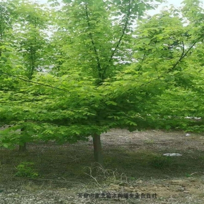 赤峰養(yǎng)鳥基地電話多少啊-第1張圖片