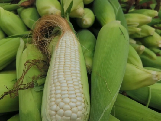 赤峰收廚余垃圾電話號碼是多少-第1張圖片