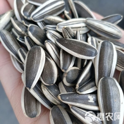 赤峰祁氏瓜子店電話多少號-第1張圖片