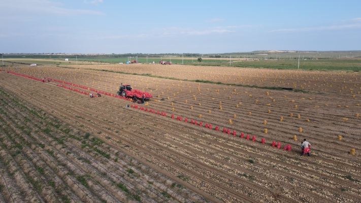 赤峰土豆基地-第1張圖片
