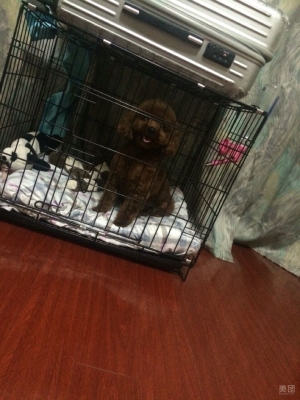 赤峰市萌寵之家電話號碼-第1張圖片