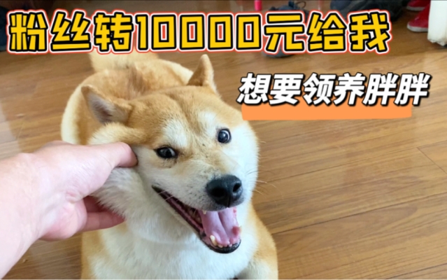 赤峰柴犬領養(yǎng)基地電話號碼-第1張圖片