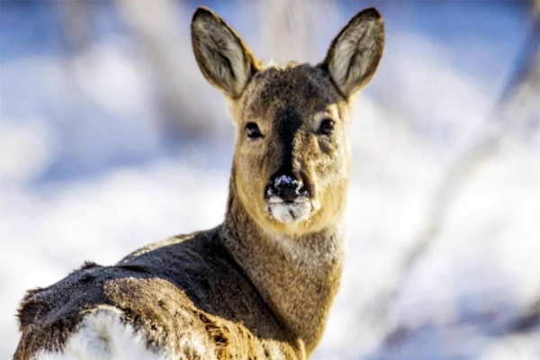 赤峰寵物貓咪救助站電話號(hào)碼-第1張圖片