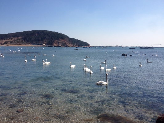 赤峰天鵝湖旅游度假區(qū)電話號(hào)碼-第1張圖片