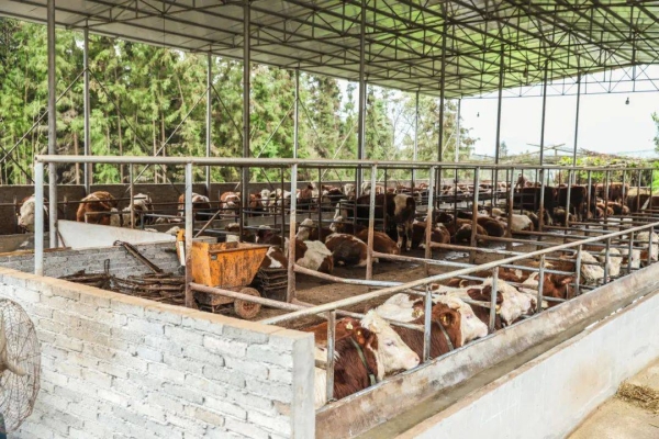 赤峰養(yǎng)牛牛棚在哪里啊電話多少-第1張圖片