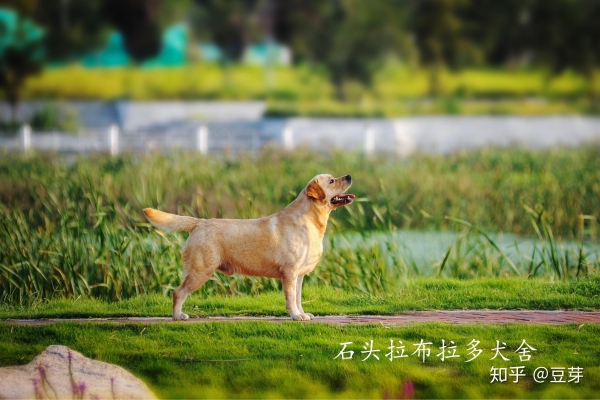 赤峰寵物代養(yǎng)中心電話號碼多少-第1張圖片