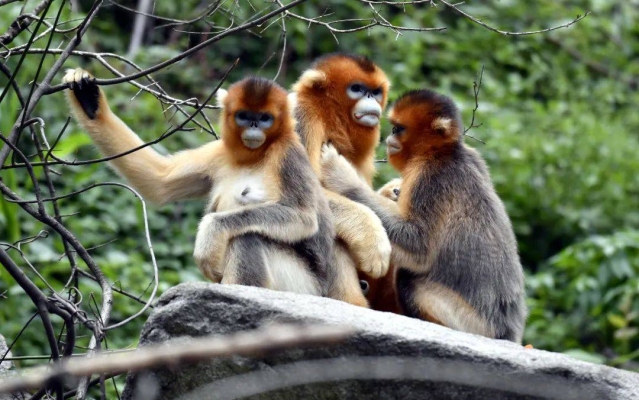 綠鳳養(yǎng)殖場(chǎng)赤峰地址電話是多少-第1張圖片