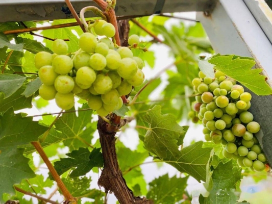 赤峰綠洲游樂園電話號碼多少-第1張圖片