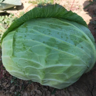 赤峰市蔬菜超市地址電話號(hào)碼-第1張圖片