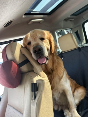 赤峰金毛游泳館電話號碼-第1張圖片