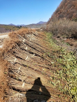 赤峰桓仁劉家苗圃電話多少號-第1張圖片