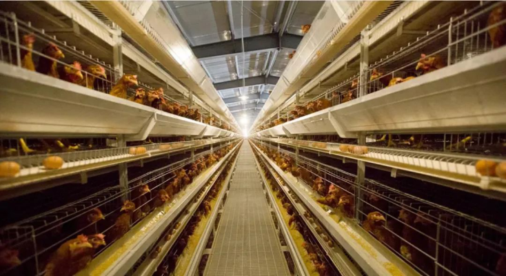 赤峰驢馬養(yǎng)殖場(chǎng)地址電話(huà)號(hào)碼-第1張圖片