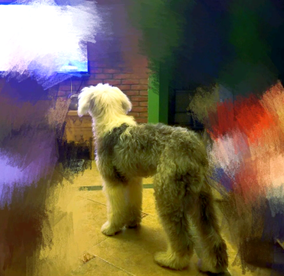 赤峰古牧犬直銷店電話地址查詢-第1張圖片