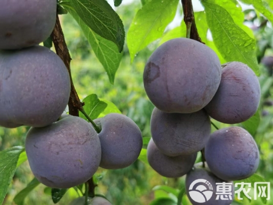 赤峰李沫吉他專賣店電話號碼-第1張圖片