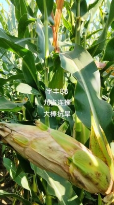 赤峰平莊招鏟車司機(jī)電話號碼-第1張圖片