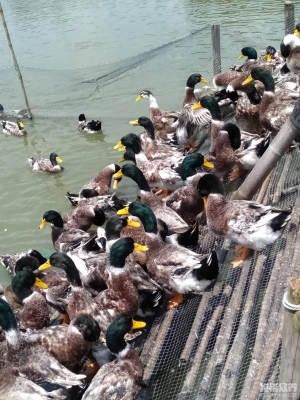 赤峰賣鴨飼料的電話號(hào)碼是多少-第1張圖片