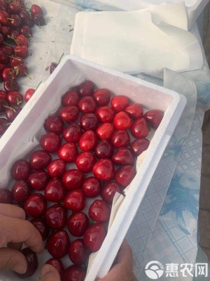 赤峰櫻桃商家電話地址是多少號-第1張圖片