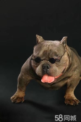 赤峰同城犬舍電話號(hào)碼查詢-第1張圖片