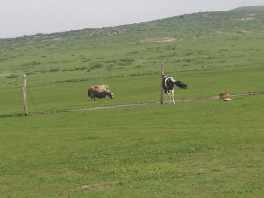 赤峰市天山鎮(zhèn)檢車電話號碼-第1張圖片