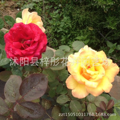 赤峰花卉月季花批發(fā)電話號(hào)碼-第1張圖片