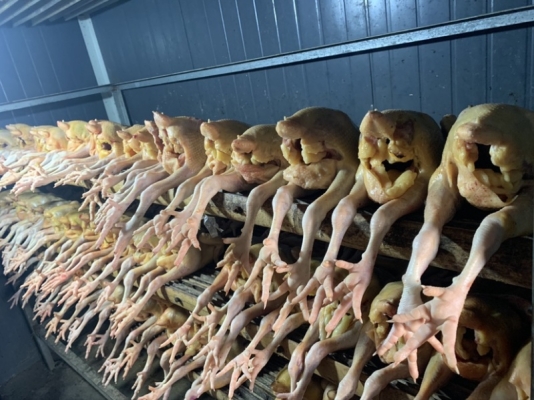 赤峰回收公雞電話多少啊-第1張圖片