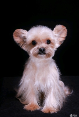 赤峰市區(qū)領(lǐng)養(yǎng)北京狗電話號碼-第1張圖片