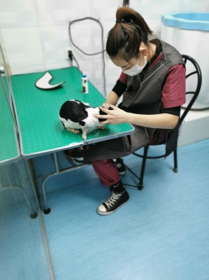 赤峰狗狗美發(fā)團購電話號碼查詢-第1張圖片