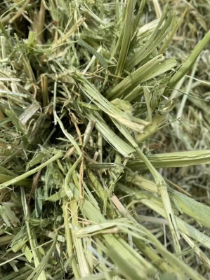 赤峰收購苜蓿草的電話地址是多少-第1張圖片