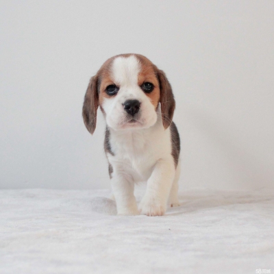 赤峰市柴犬出售信息電話號(hào)碼-第1張圖片