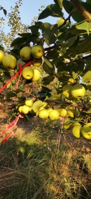 赤峰辣皮子批發(fā)電話號碼查詢-第1張圖片