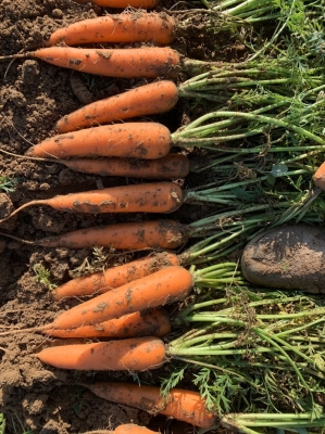 赤峰林西烙糕店電話地址查詢-第1張圖片