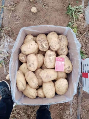 赤峰市土豆代購(gòu)店地址電話號(hào)碼-第1張圖片