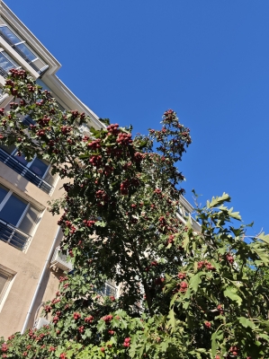 赤峰市老府廟社區(qū)電話號(hào)碼-第1張圖片