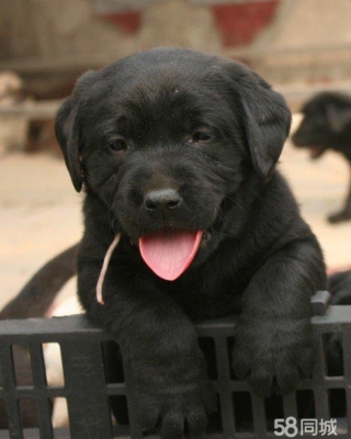 赤峰寵物代養(yǎng)中心電話多少號-第1張圖片