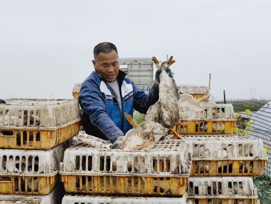 赤峰無抗鴨養(yǎng)殖基地電話號碼-第1張圖片