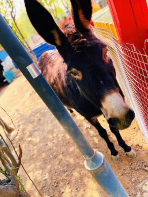 赤峰鄉(xiāng)村動物園電話多少號-第1張圖片
