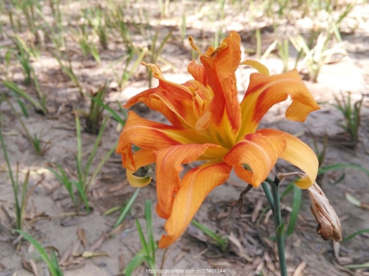 赤峰植物園訂票電話號碼是多少-第1張圖片