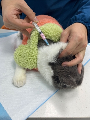 興安盟赤峰寵物醫(yī)院電話號碼-第1張圖片